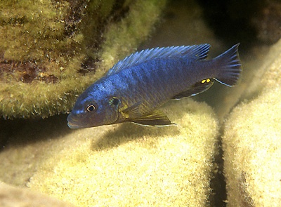 Pseudotropheus purpuratus 'Chiloelo'